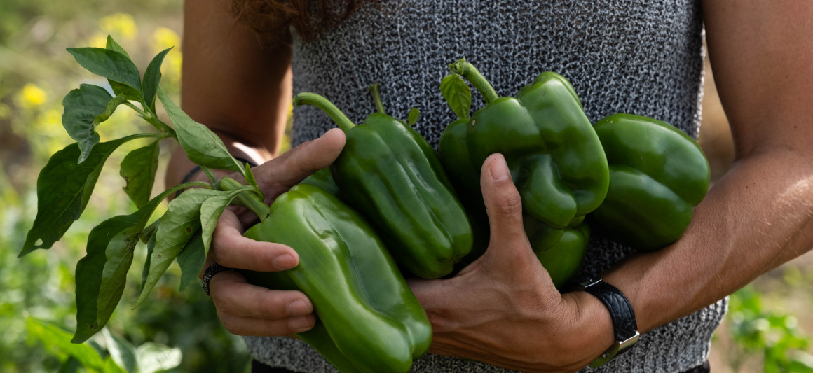 Dia Mundial da Alimentação