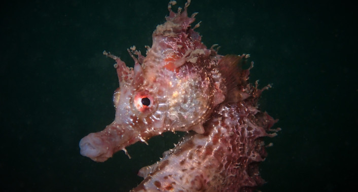 Cavalo-marinho-de-focinho-curto (Hippocampus hippocampus), foto de Sylvie Dias