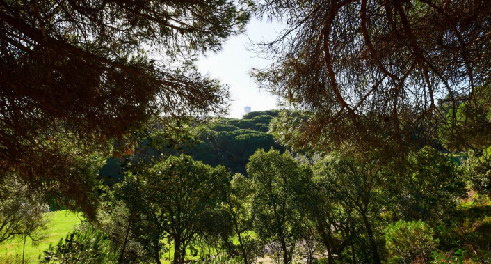 floresta