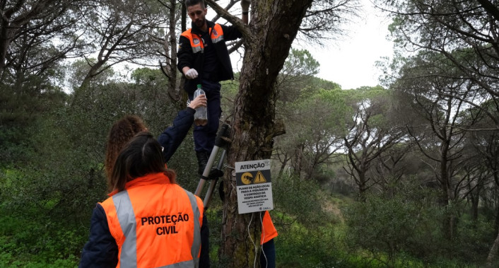 Almada, Proteção Civil, Vespa asiática, segurança, parques e jardins, mata, prevenção