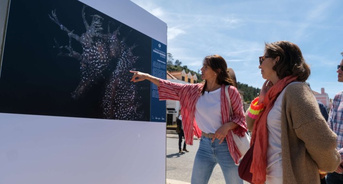 Almada, exposição, cavalos marinhos, Trafaria, passeio ribeirinho, biodiversidade, rio Tejo, fotografia