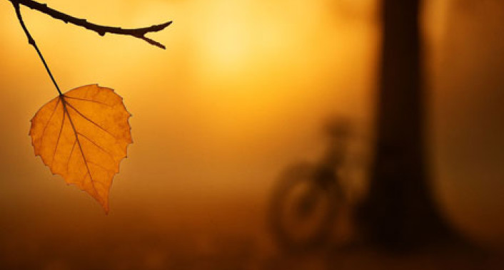 "A Árvore Sabiá - Espetáculo Comunitário" de Ângela Ribeiro e Susana Rosendo