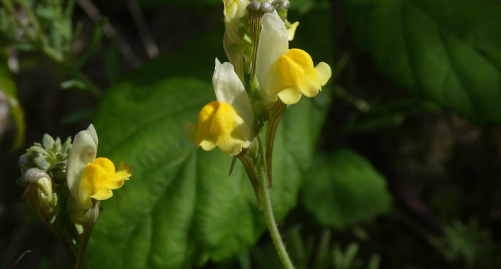 Linaria almadensis © João Farminhão