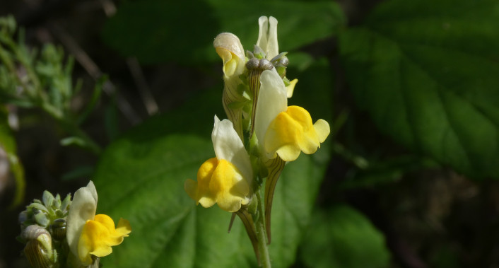 Linaria almadensis © João Farminhão