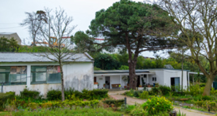 Pinus_Pinea 