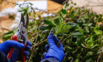 workshop propagação de plantas