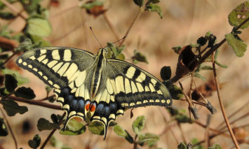 Borboleta