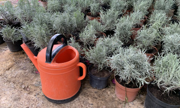 Envasamento de plantas
