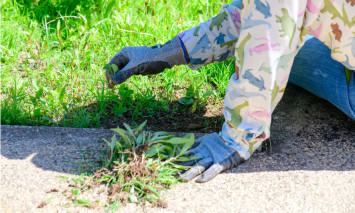 Mãos de uma pessoa a mondar as ervas de um canteiro