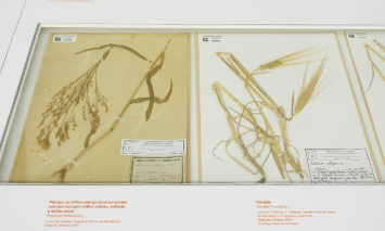 HERBARIO_PAO_NOSSO_1