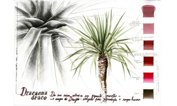 Desenho de um dragoeiro