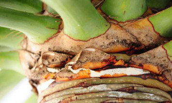 Fotografia de pormenor de um dragoeiro (tronco e início da folhagem)