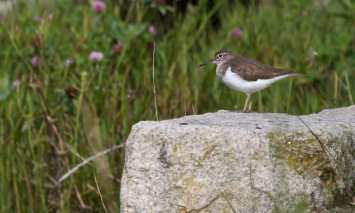 Observação de aves