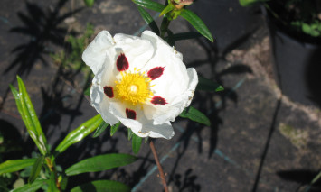 Fotografia de flor
